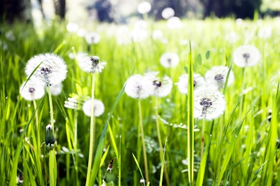 dandelions